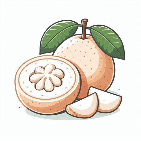 Illustration of a fresh guava fruit on a white background.のイラスト素材