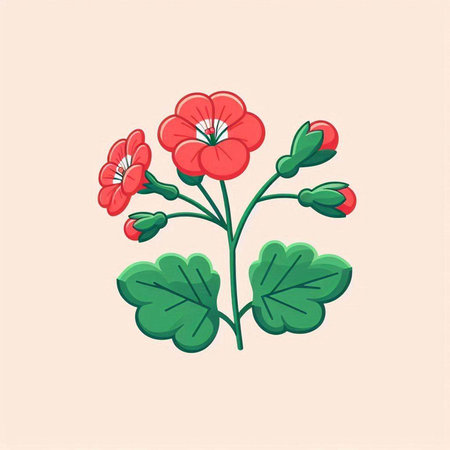 Geranium vector illustration. Hand drawn red geranium isolated on white background.のイラスト素材