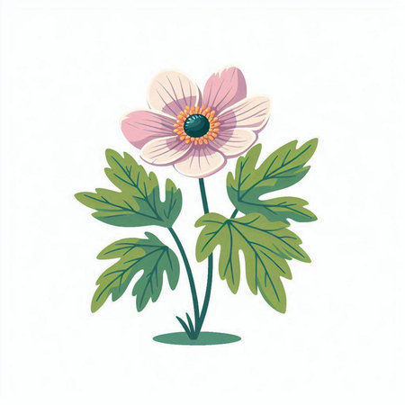 Anemone flower isolated on a white background. Vector illustration.のイラスト素材