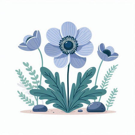 Vector illustration of a blue anemone on a white background.のイラスト素材
