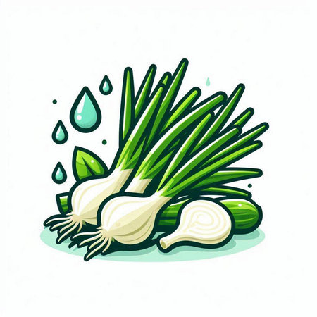 Fresh green onion and water drop vector illustration isolated on white background.のイラスト素材