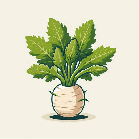 Illustration of a fresh turnip with green leaves on a light backgroundのイラスト素材