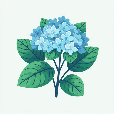 Blue hydrangea flowers on a white background. Vector illustration.のイラスト素材
