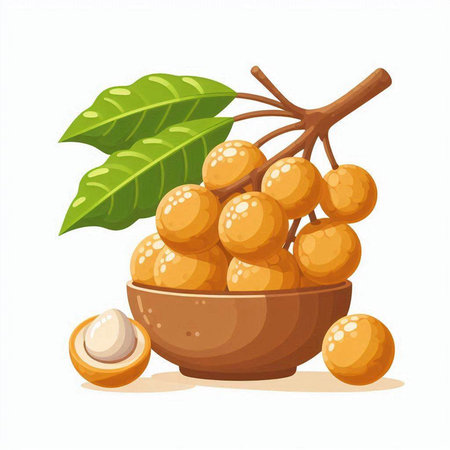 Longan fruit in a clay bowl on a white background. Vector illustration.のイラスト素材