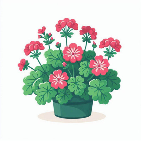 Geranium in a pot isolated on white background. Vector illustration.のイラスト素材