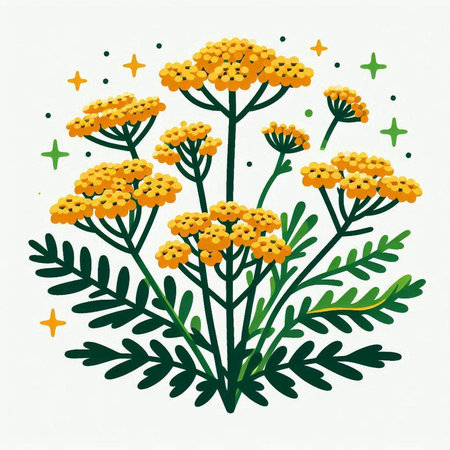 Tansy flowers isolated on white background. Hand drawn vector illustration.のイラスト素材