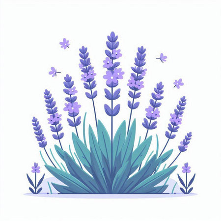 Lavender flowers. Vector illustration isolated on white background. Flat style.のイラスト素材