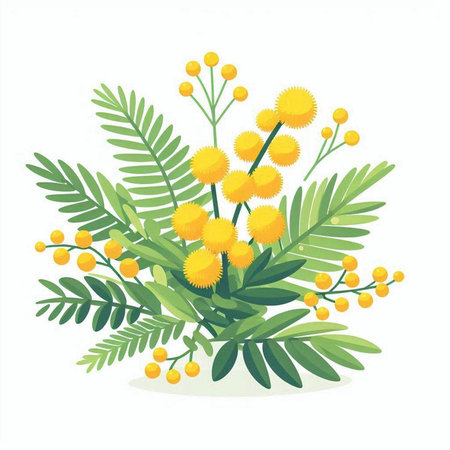 Mimosa bouquet isolated on white background. Vector illustration.のイラスト素材