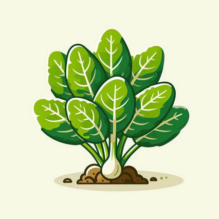 Illustration of a green chard plant growing in the soil.のイラスト素材