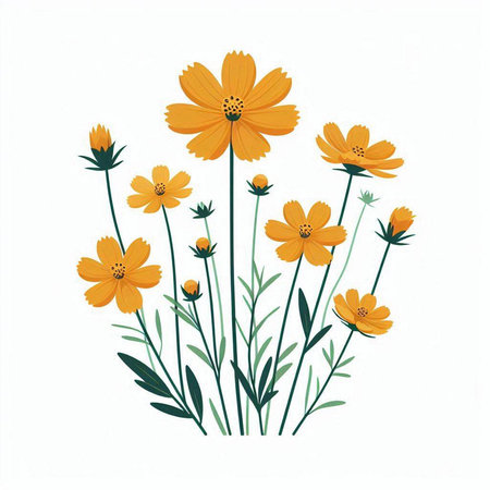 Cosmos flowers. Isolated on white background. Vector illustration.のイラスト素材
