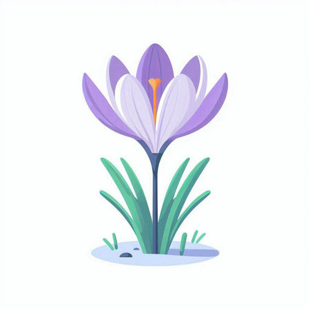 Beautiful purple crocus flower on white background. Vector illustration.のイラスト素材