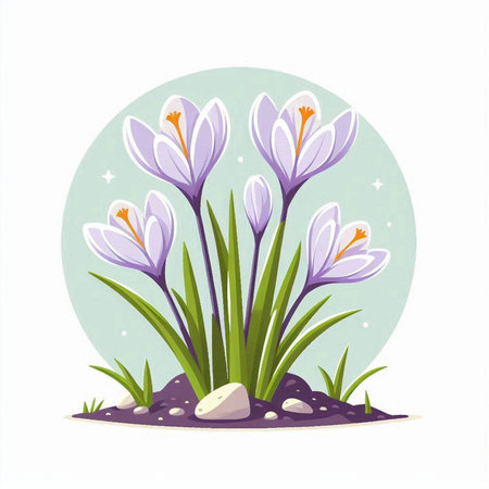 Beautiful spring crocus flowers in the garden. Vector illustration.のイラスト素材