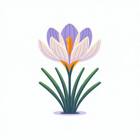 Beautiful crocus flower isolated on white background. Vector illustration.のイラスト素材