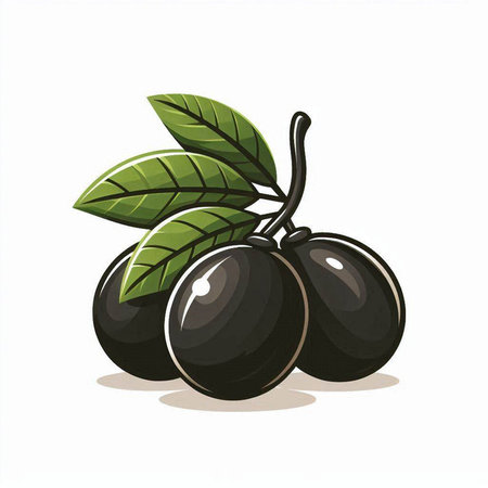 Black olives with leaves isolated on white background. Vector illustration.のイラスト素材