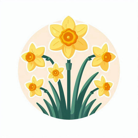 Narcissus flower. Vector illustration of yellow daffodils.のイラスト素材