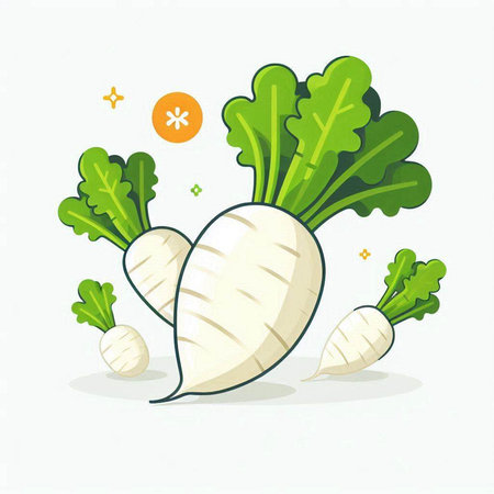 Fresh radish with green leaves on white background. Vector illustration.のイラスト素材