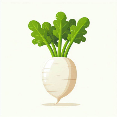 Radish with green leaves isolated on white background. Vector illustration.のイラスト素材