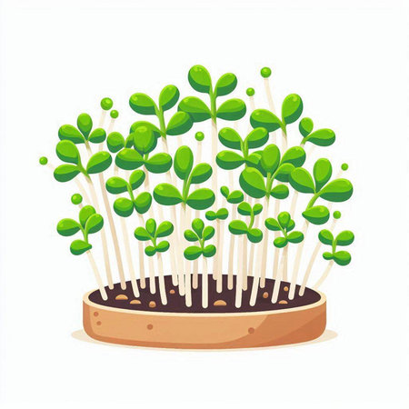 Microgreens in a pot on a white background. Vector illustration.のイラスト素材