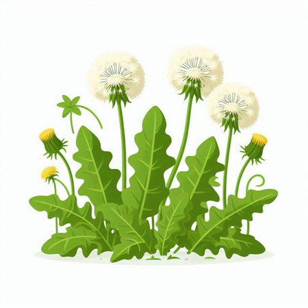Dandelion flowers isolated on white background. Vector illustration. Eps 10.のイラスト素材