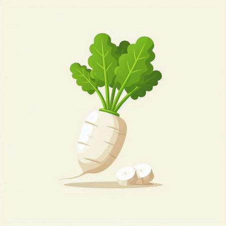 Radish. Vector illustration. Isolated on a white background.のイラスト素材