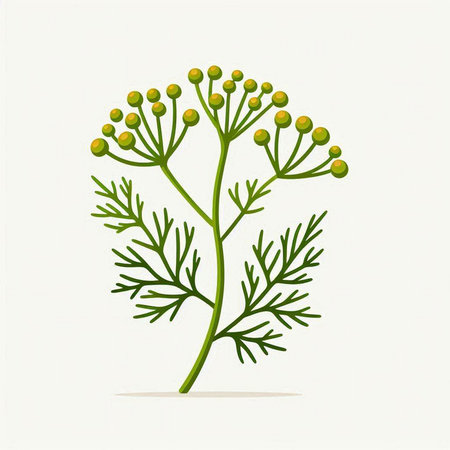 Dill. Vector illustration. Isolated on a white background.のイラスト素材