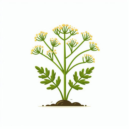 Coriander plant isolated on a white background. Vector illustration.のイラスト素材