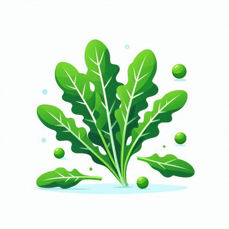 Green leaves of arugula isolated on white background. Vector illustration.のイラスト素材