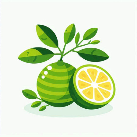 Lime fruit with leaves on a white background. Vector illustration.のイラスト素材