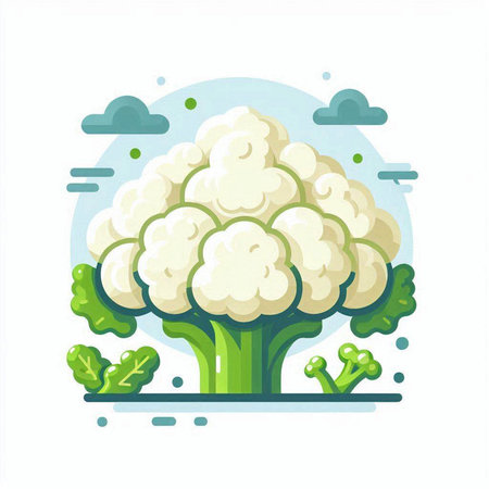 Cauliflower vector illustration. Cauliflower icon in flat style.のイラスト素材