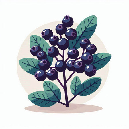 Blueberry branch with berries and leaves. Vector illustration in flat style.のイラスト素材