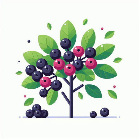 Bunch of black and red berries on a tree. Vector illustration.のイラスト素材