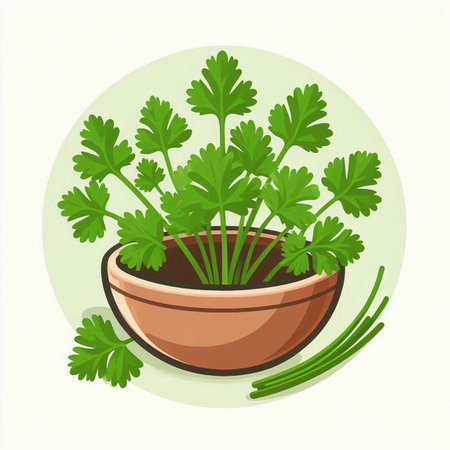 Parsley in a bowl. Vector illustration of parsley.のイラスト素材