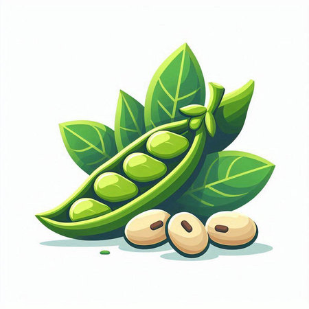 Soybeans with green leaves on white background. Vector illustration.のイラスト素材
