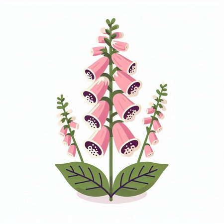 Digitalis purpurea, foxglove, foxglove, foxglove, foxglove, foxglove. Vector illustrationのイラスト素材