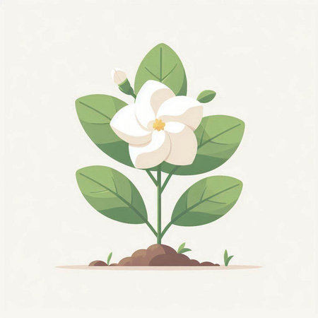 Flowering magnolia with green leaves. Vector illustration in flat style.のイラスト素材