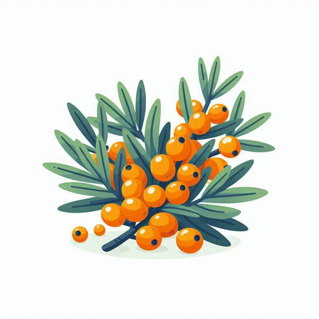Sea buckthorn branch with berries and leaves. Vector illustration.のイラスト素材