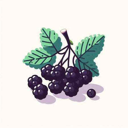 Berries of a black currant with leaves. Vector illustration.のイラスト素材