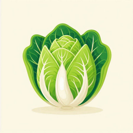 Illustration of a fresh chinese cabbage on a white background.のイラスト素材