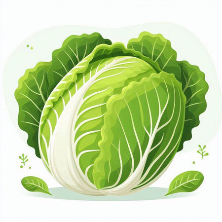 Illustration of fresh green chinese cabbage on a white background.のイラスト素材