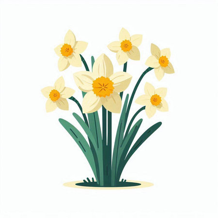 Narcissus flower isolated on white background. Vector illustration.のイラスト素材