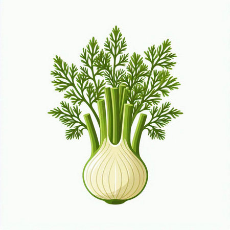 Fresh fennel isolated on a white background. Vector illustration.のイラスト素材