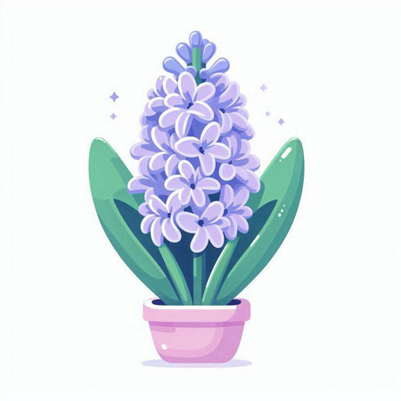 Flowering hyacinth in a pot. Vector illustration.のイラスト素材