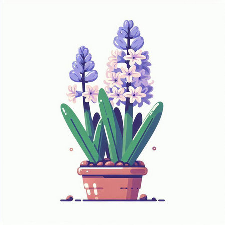 Colorful hyacinth flowers in a pot. Vector illustration.のイラスト素材