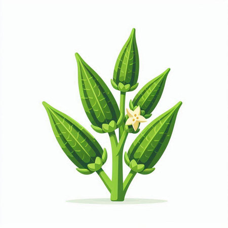 Illustration of okra plant isolated on white background. Vector illustration.のイラスト素材