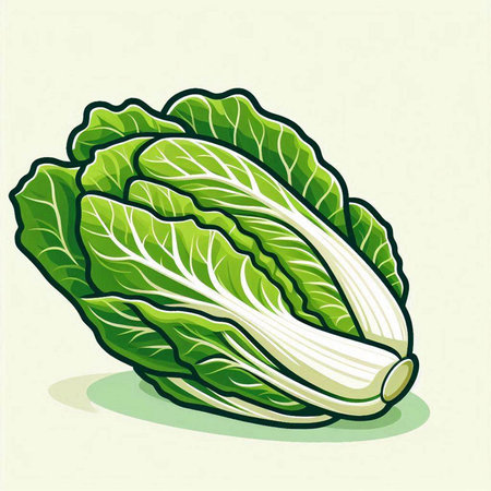 Illustration of a fresh chinese cabbage on a light background.のイラスト素材