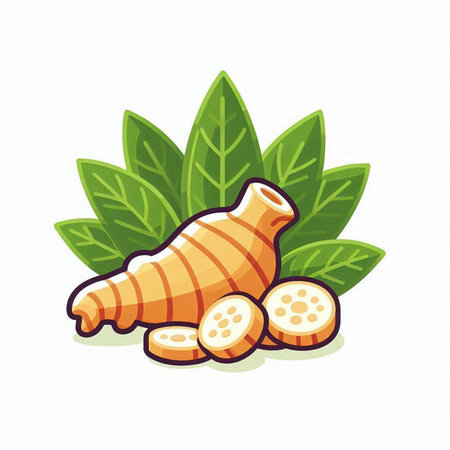 ginger root and leaves isolated on white background, vector illustration.のイラスト素材