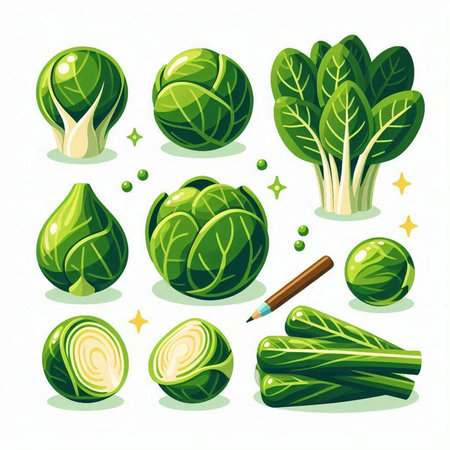Brussels sprouts set. Vector illustration of fresh vegetables.のイラスト素材