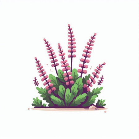 Flowering heather. Vector illustration isolated on white background.のイラスト素材
