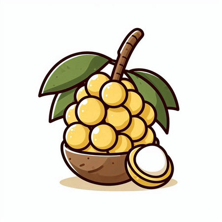 Longan fruit icon isolated on white background. Vector Illustration.のイラスト素材