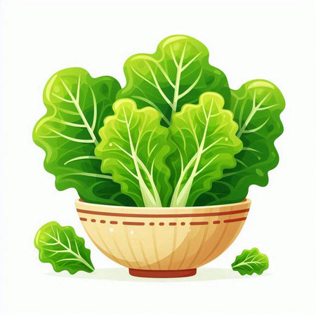 Illustration of fresh green lettuce in a bowl on a white backgroundのイラスト素材